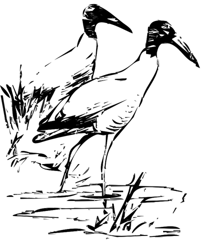 Hout Ibis vector illustraties